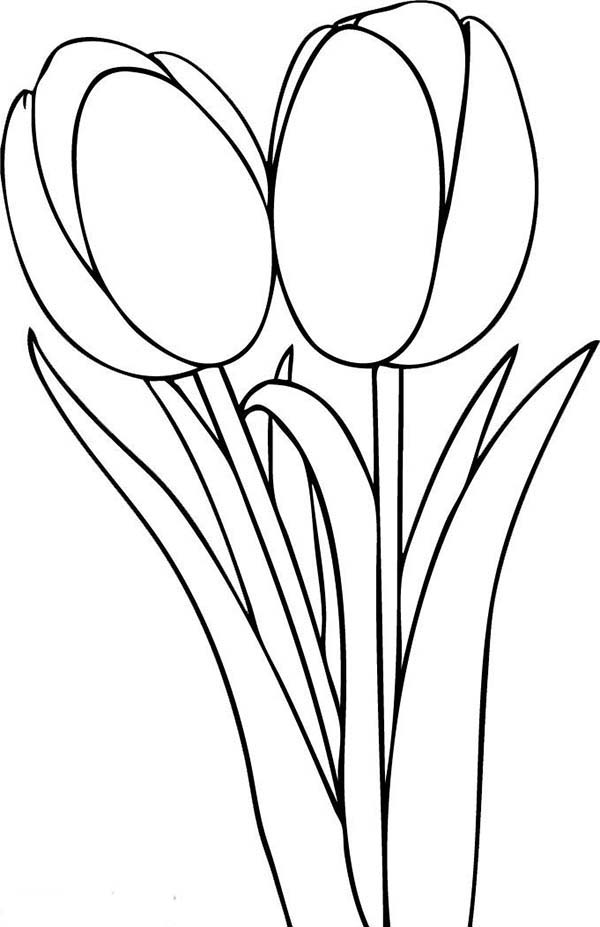 A Beautiful Pair Of Standard Tulips Coloring Page Kids Play Color