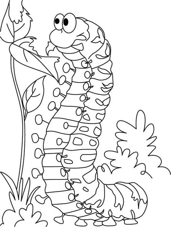 Caterpillars, : A Big Fat Caterpillar Eating Leaves While Standing Coloring Page