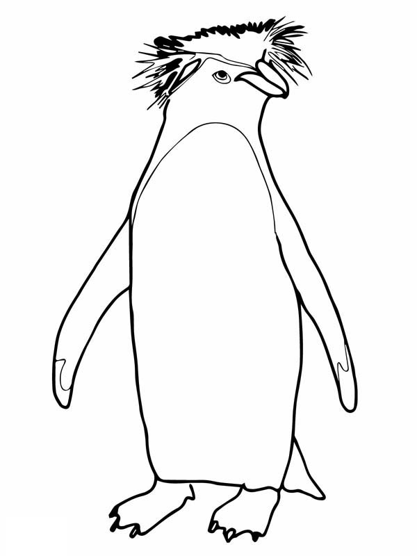 Penguins, : A Drawing of Rockhopper Penguin Coloring Page