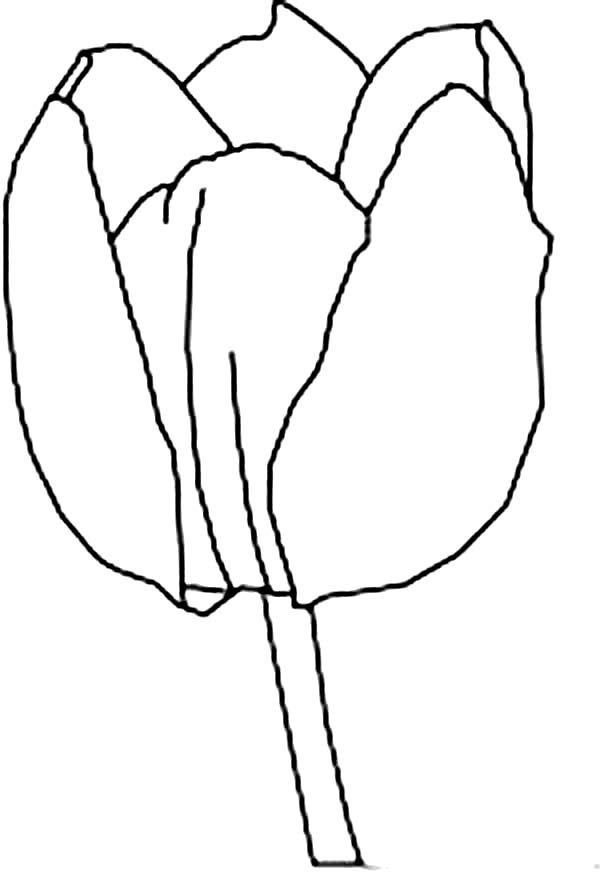 Tulips, : A Gorgeous Single Parrot Tulip Coloring Page