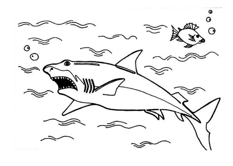 Sharks, A Great White Shark Is Hunting On The Ocean Surface Coloring Page: A Great White Shark Is Hunting On The Ocean Surface Coloring PageFull Size Image
