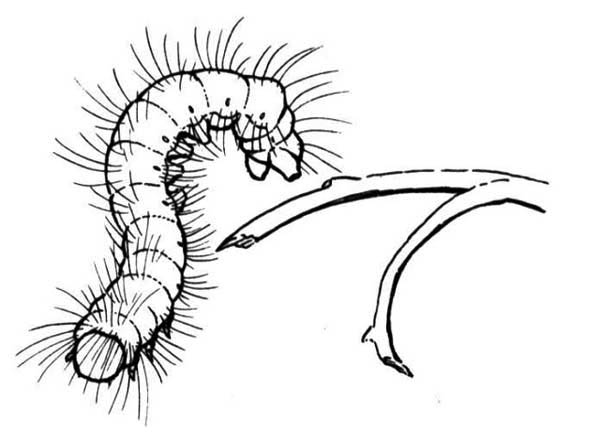 Caterpillars, : A Hairy Caterpillar at the Edge of the Branch Coloring Page