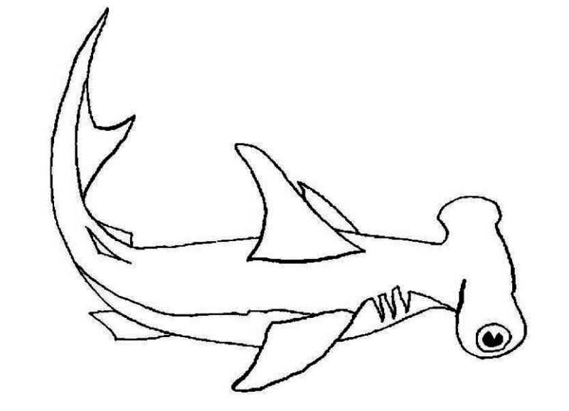 Sharks, A Hammerhead Shark On Its Habitat Coloring Page: A Hammerhead Shark On Its Habitat Coloring PageFull Size Image