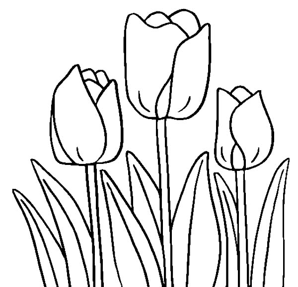 Tulips, : A Ready Cultivated Tulips Coloring Page