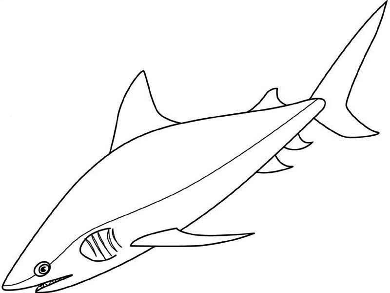 Sharks, A Realistic Drawing Of Bull Shark Coloring Page: A Realistic Drawing Of Bull Shark Coloring PageFull Size Image