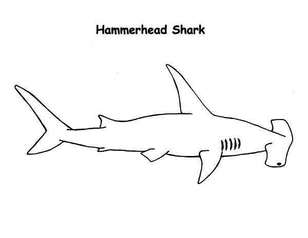 Sharks, : A Realistic Drawing of Hammerhead Shark Coloring Page