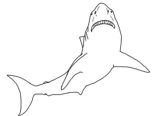Sharks, : A Simple Drawing of Great White Shark Coloring Page