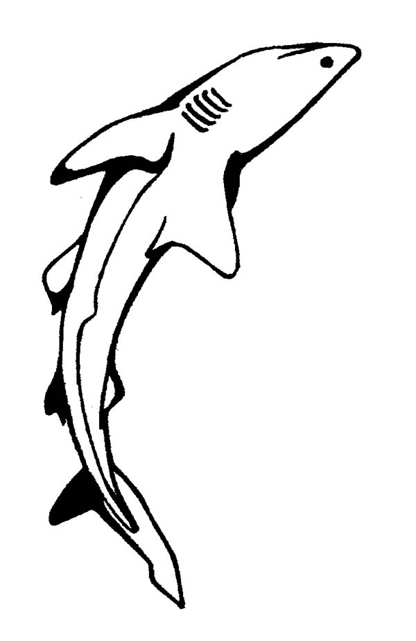 Sharks, : A Skinny White Tip Reef Shark Coloring Page