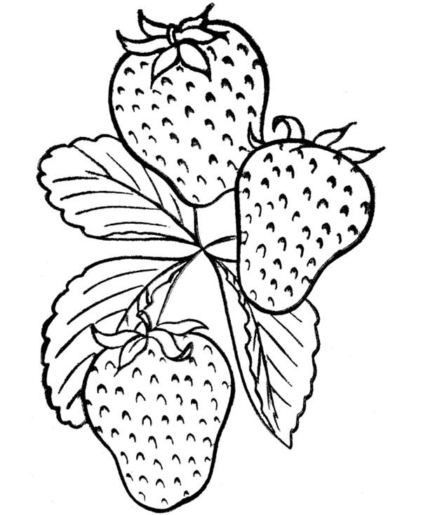 Fruits and Vegetables, : A Tasty  Strawberry Fruit Coloring Page