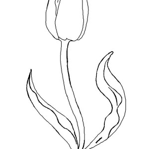 A Simple Drawing Of Parrot Tulip Coloring Page : Kids Play Color
