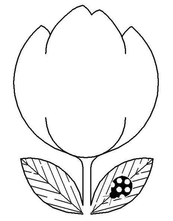 Tulips, : An Illustration of Double Bloom Tulip Coloring Page