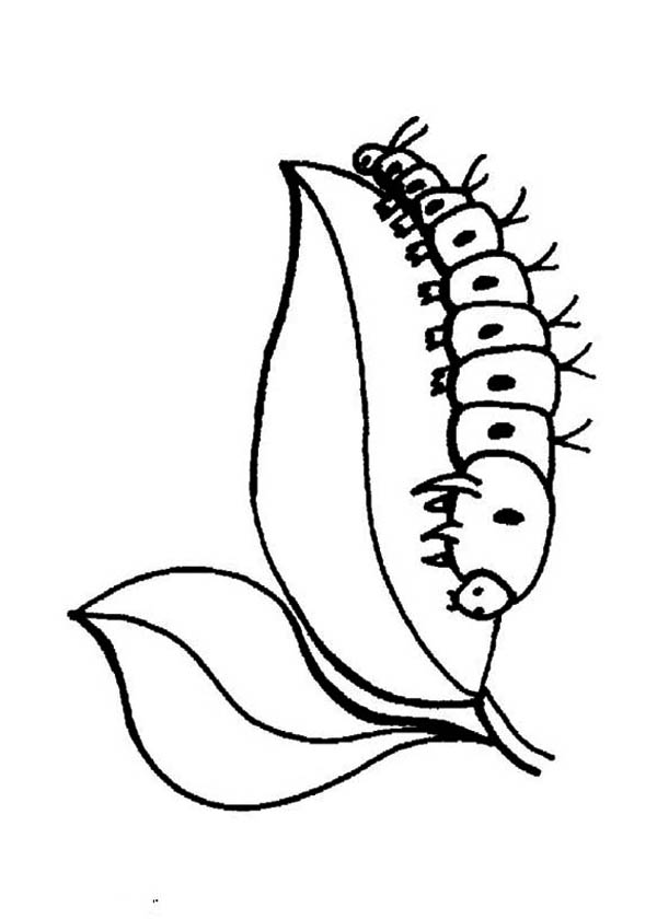 Caterpillars, : Caterpillar Eating the Top Leaves Coloring Page