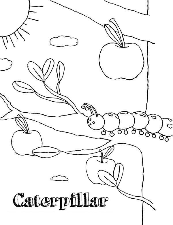 Caterpillars, : Caterpillar in the Apple Tree Coloring Page