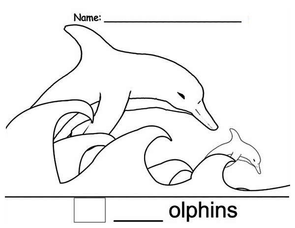 Dolphin, : D_Dolphin_Color.jpg