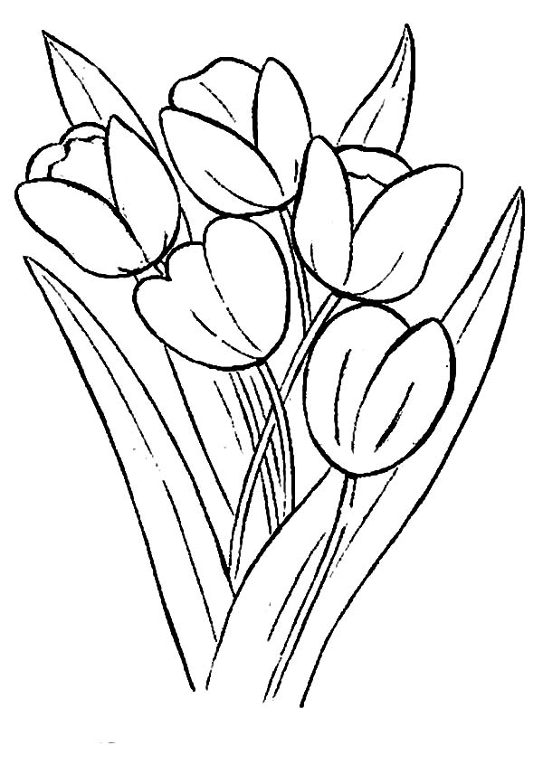 Tulips, : Growing Tulips in a Farm Coloring Page