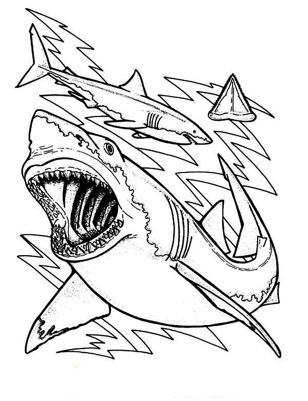 Sharks, : The Anatomy and Teeth of the Great White Shark Coloring Page