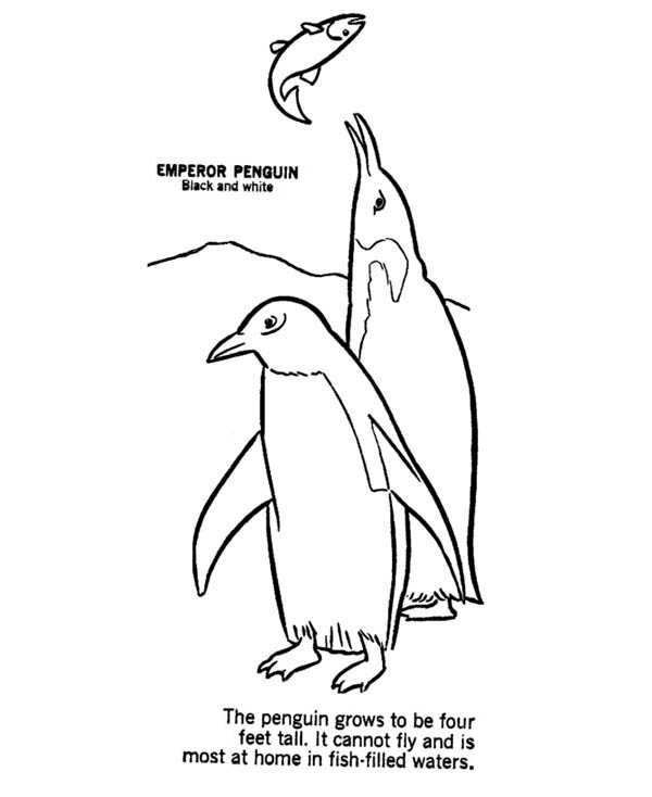 Penguins, : Two Emperor Penguin Hunting the Fish Coloring Page