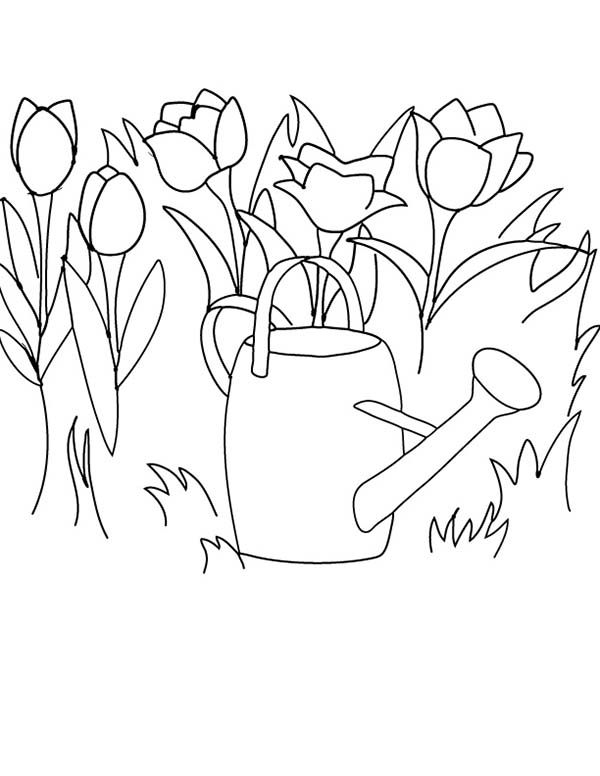 Tulips, : Watering the Tulips with Watercan Coloring Page