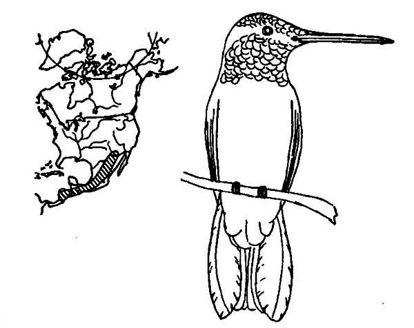 Hummingbirds, : hummingbird-migration-route-coloring-page.jpg