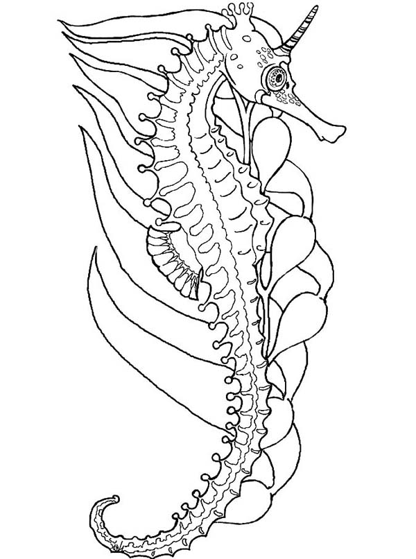 Seahorse, : An Artistic Seahorse Drawing with Big Coronet Coloring Page