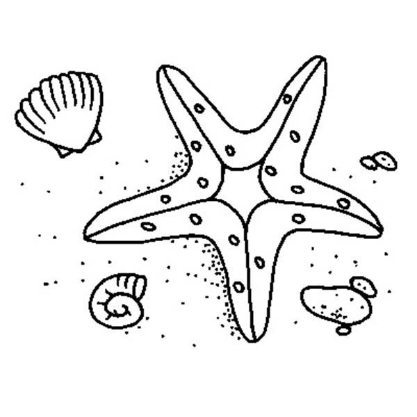 Starfish, : Starfish and Two Shell Coloring Page
