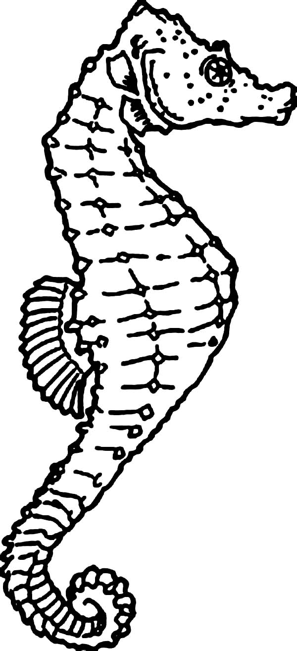 Seahorse, : The Anatomy of Seahorse Coloring Page