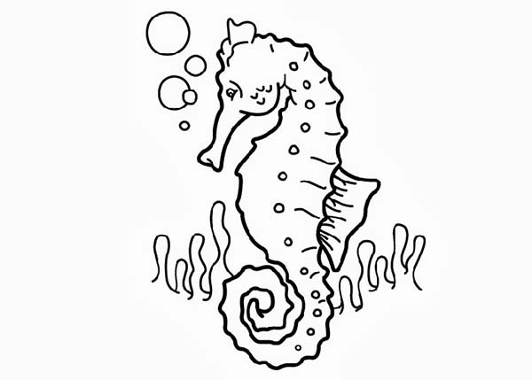 Seahorse, : This Seahorse is on Hunting  Coloring Page Coloring Page