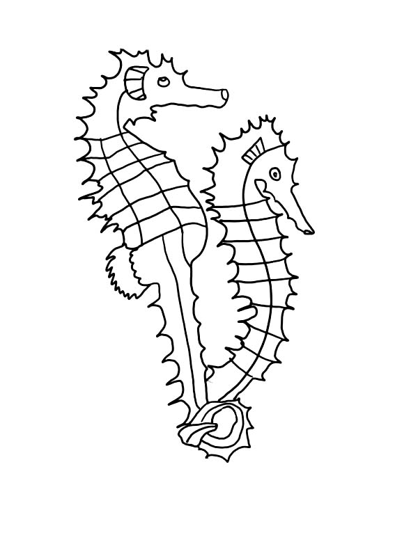 Seahorse, : Two Seahorse with Sharp Spines Coloring Page