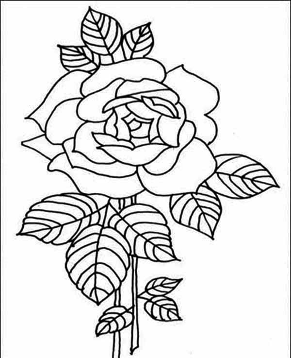 Flowers, : Amazing Red Rose Flower Coloring Page