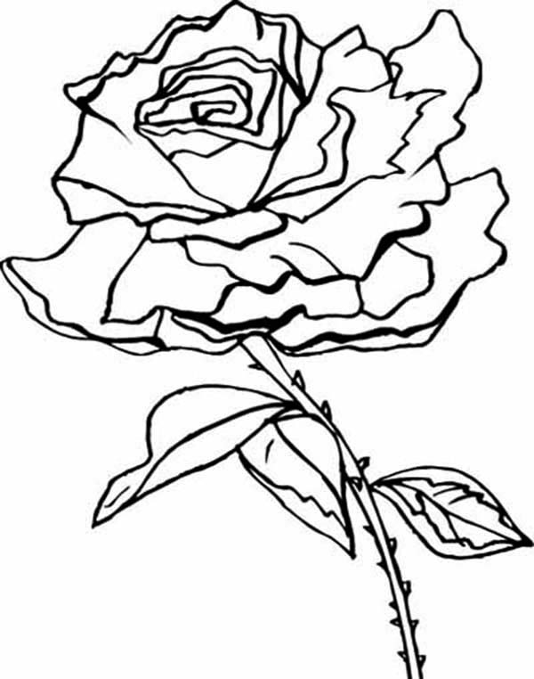 Flowers, : Beautiful Rose Flower Coloring Page