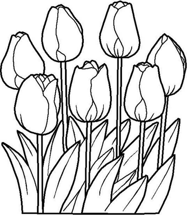 Flowers, : Beautiful Tulip Flower Coloring Page