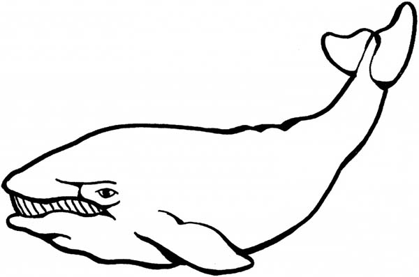 Whale, : Blue Whale Image Coloring Page