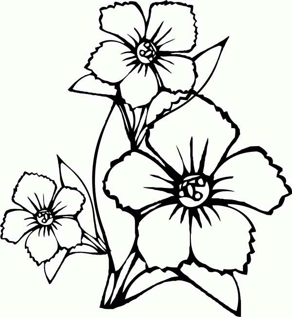 Flowers, : How to Draw Flower Coloring Page