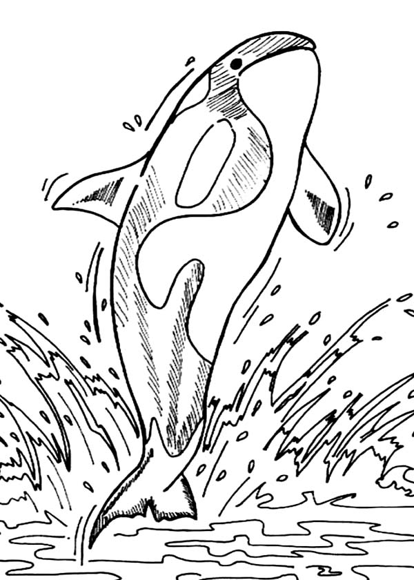 Whale, : Killer Whale Hunting Pinguin Coloring Page
