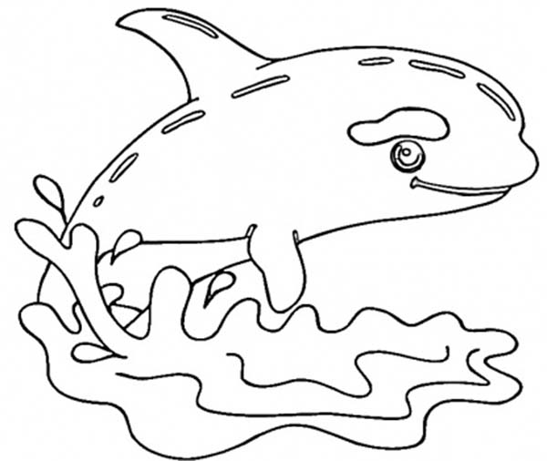 Whale, : Little Killer Whale Coloring Page