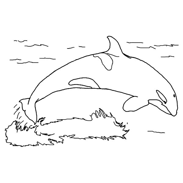 Whale, : Orca the Killer Whale Jump on the Water Coloring Page
