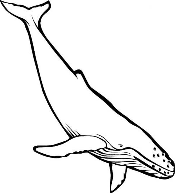 Whale, : Picture of Blue Whale Coloring Page