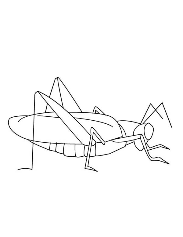 Grasshopper, : Pregnant Grasshopper Coloring Page