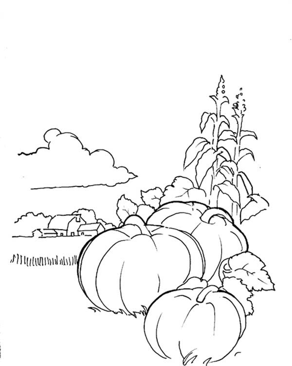Pumpkins, : Pumpkins Garden Coloring Page