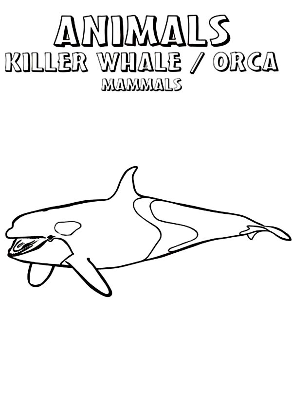 Whale, : The Wild Animal Killer Whale Coloring Page