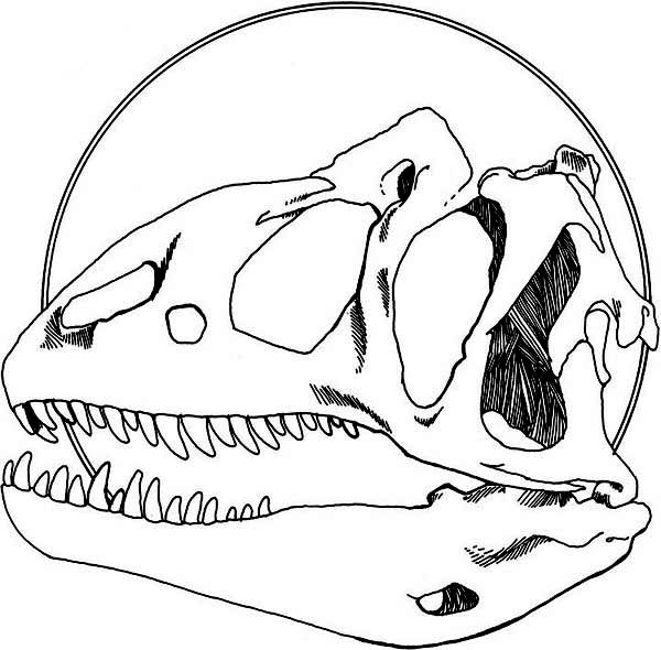 Allosaurus, : Allosaurus Head Fossil Coloring Page