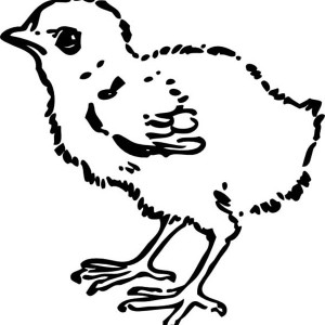 Baby Chick, Awesome Draawing Of Baby Chick Coloring Page: Awesome Draawing of Baby Chick Coloring Page