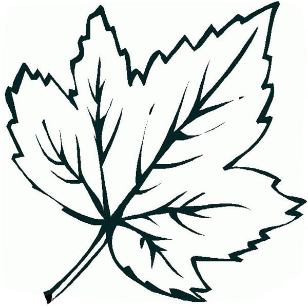 Awesome Maple Leaf Picture Coloring Page Kids Play Color