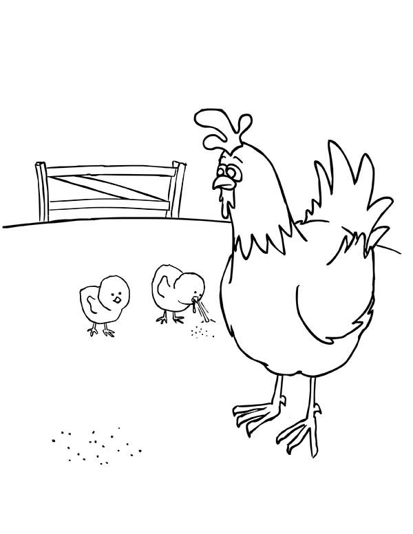 Baby Chick, : Baby Chick Eating with Their Mother Coloring Page