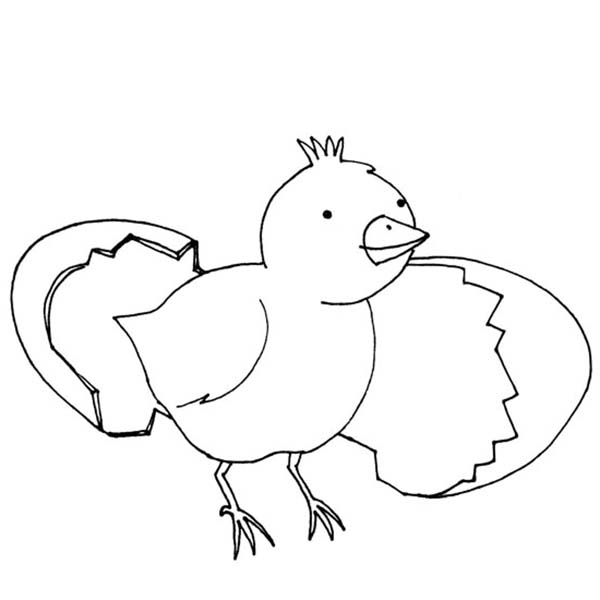 Baby Chick, : Baby Chick Looking for Her Mother Coloring Page