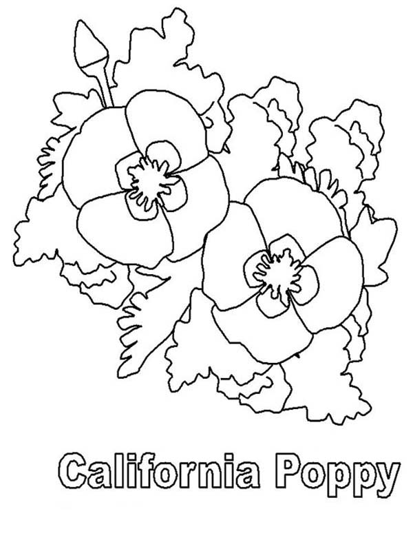 California Poppy, : California Poppy Picture Coloring Page