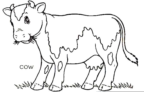 Farm Animal, : Cow Eating Grass on Farm Animal Coloring Page