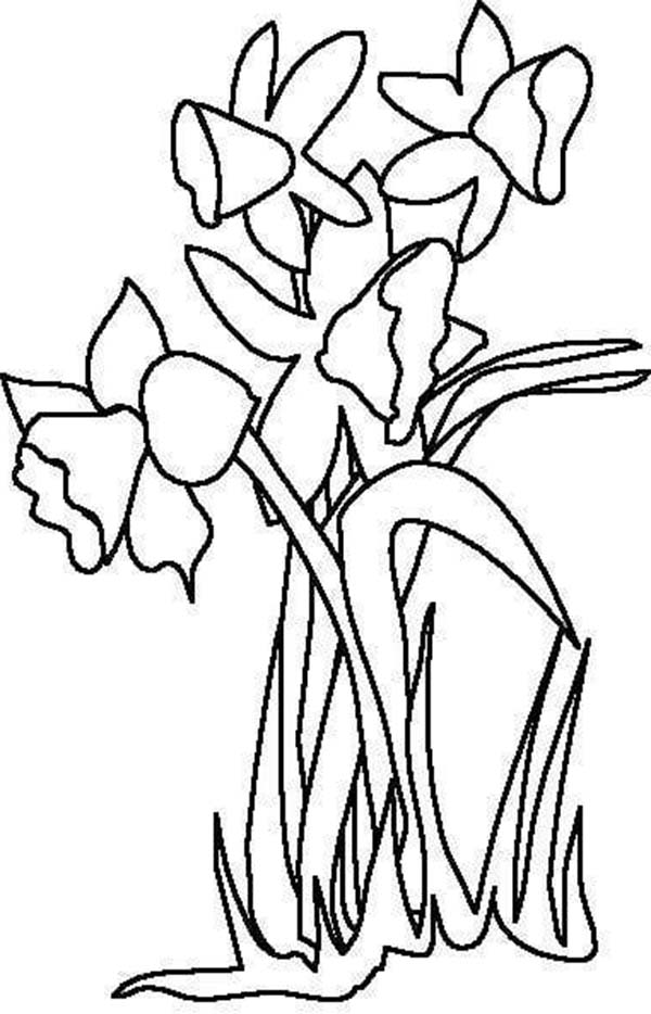 Daffodil, : Daffodil Flower for the LOve One Coloring Page