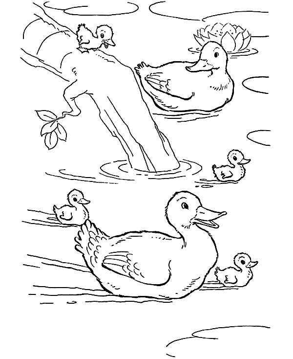 Farm Animal, : Ducks are Swimming in the Pond in Farm Animal Coloring Page