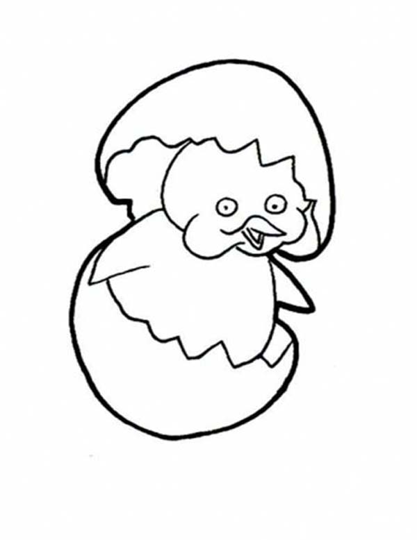 Baby Chick, : How to Draw Hatching Baby Chick Coloring Page